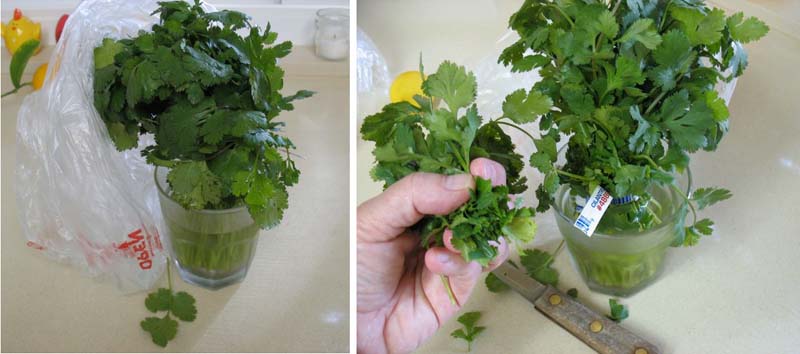 cilantro